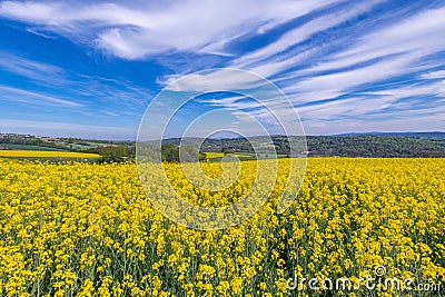 Oilseed Rape Field Flowering Rapeseed Plants Stock Photo