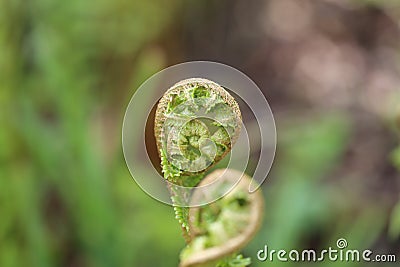 Young fern sprouts. Very delicate and elegante. Stock Photo