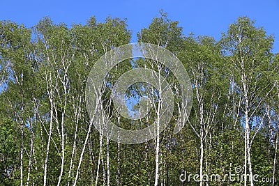 Spring time background birch trees Stock Photo