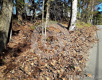 Spring time clean-up of piles of leaves Stock Photo