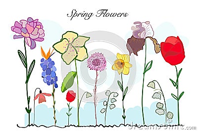 Spring time colorful doodle flowers. Iris, Narcissi and tulip flower Vector Illustration