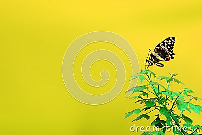 Spring Time Concept, Beautiful Butterfly and Blank Area for the Text Stock Photo