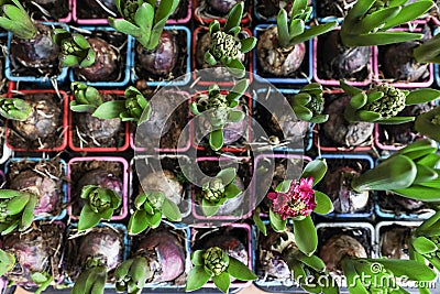 Spring time growing hyacinth bulbs in flowerpots. Stock Photo