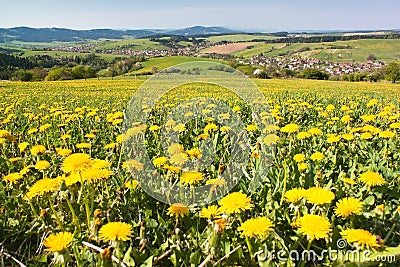 Spring time and meadow with common dandelion Stock Photo