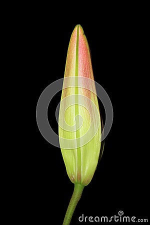 Spring time Oriental Lily bud flower Stock Photo