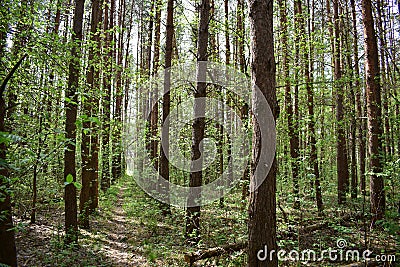 Spring is the time when the pine forest enjoys the sun and warmth Stock Photo