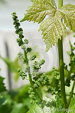 A young Muscat grape bunch flowering in a spring garden. Stock Photo