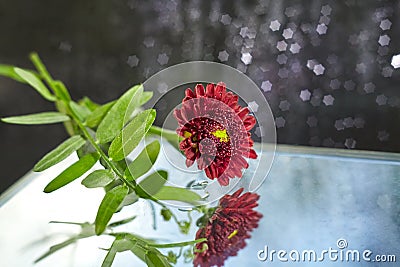 Spring time shiny dew drops on a chrysanthemums flower. Close-up macro. Sparkling star form dramatic bokeh. Water drops on a on a Stock Photo