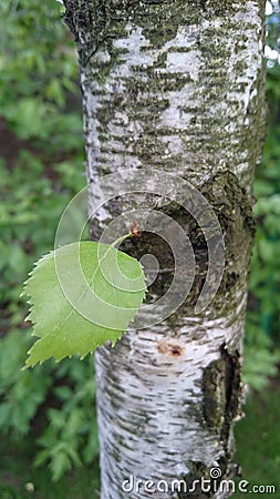 Spring time small green leaf on a textured bark background Stock Photo