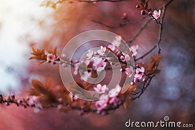 Spring Stock Photo