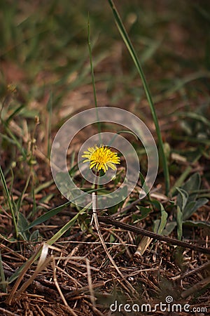 Spring Stock Photo