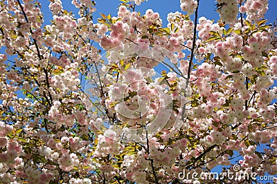 Spring tree Stock Photo