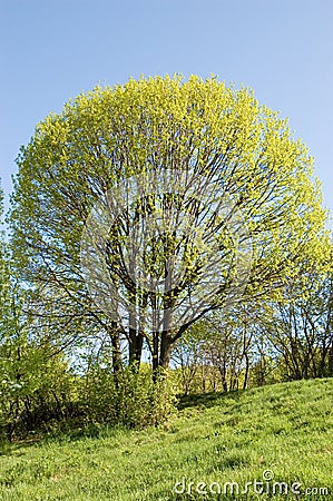 Spring tree Stock Photo