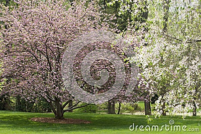 Spring Tree Blooms Stock Photo