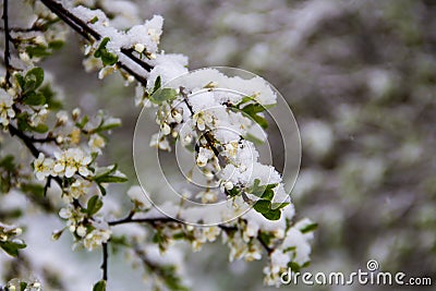 Spring tree blossom covered with sudden April snow cyclone in Ukraine Stock Photo