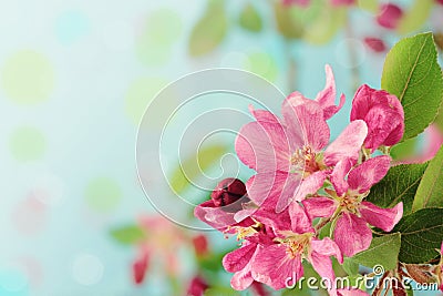 Spring Tree Blossoms Stock Photo