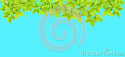 Spring tree branch Green leaves blue background Nature banner Stock Photo