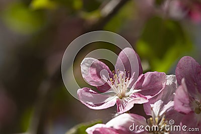 Spring tree with flower on sky beckground Stock Photo