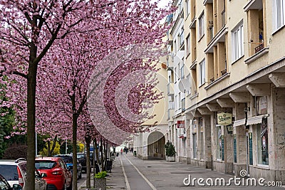 Spring tree flowering. Pink flowers on blooming tree. Editorial Stock Photo