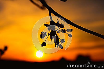 Spring tree flowers blossom at sunset Stock Photo