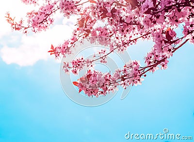 Spring tree with pink flowers almond blossom on a branch on green background, on blue sky with daily light Stock Photo