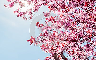 Spring tree with pink flowers almond blossom on a branch on green background, on blue sky with daily light Stock Photo