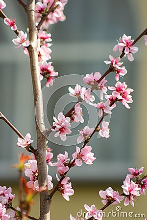 spring tree with pink flowers. Peach blossom in gardern. Stock Photo