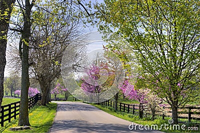 Spring Trees Stock Photo