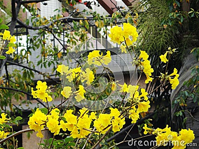 Huangzhong wood flowers and trees landscape Stock Photo