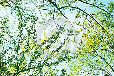 Spring trees Stock Photo