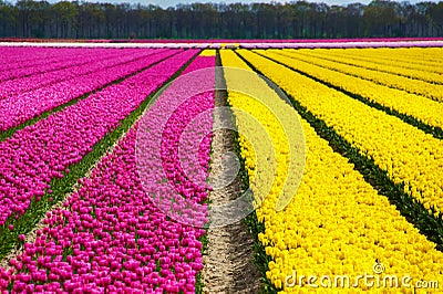 Spring tulip fields in Holland, colorful flowers of springtime, Netherlands Stock Photo
