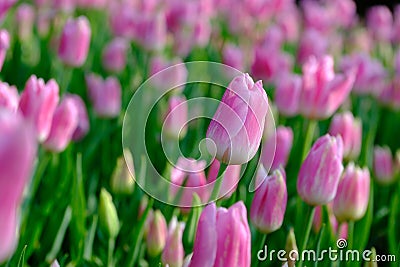 Spring Tulip Flower Background Stock Photo