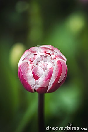 Spring tulip flower Stock Photo