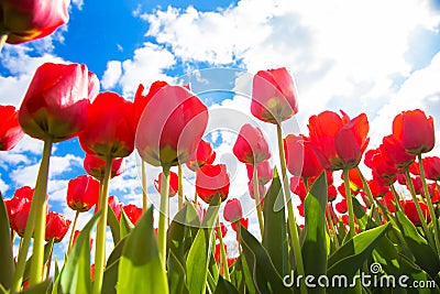 Spring tulip flower field. Red bright tulips Stock Photo