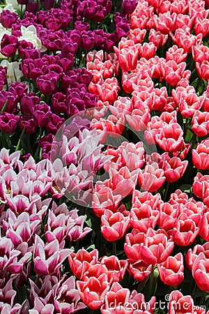 Spring Tulip Flowers - Field of Tulip Flovers on a Spring Festival Stock Photo