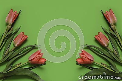 Spring tulip flowers on green background. Top view composition. Pastel colors Stock Photo