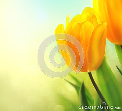 Spring tulip flowers growing Stock Photo