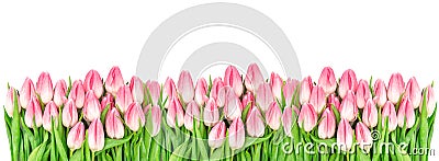 Spring tulip flowers isolated white background Floral banner Stock Photo