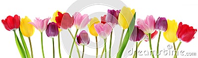 Spring tulip flowers in a row Stock Photo