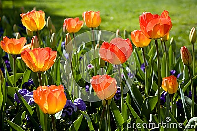 Spring tulip garden Stock Photo