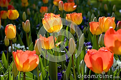 Spring tulip garden Stock Photo