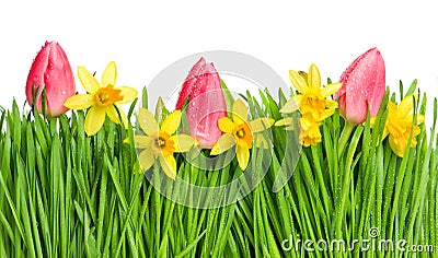 spring tulip and narcissus flowers in green grass with water drops Stock Photo