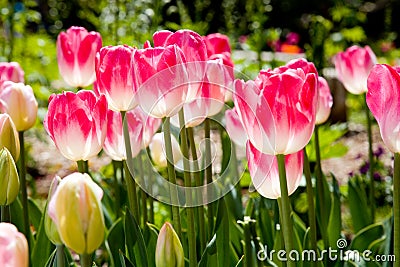 Spring tulips Stock Photo