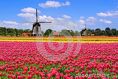 Spring tulips and Dutch windmills Stock Photo