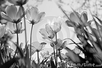 Spring tulips in the park, black and white Stock Photo