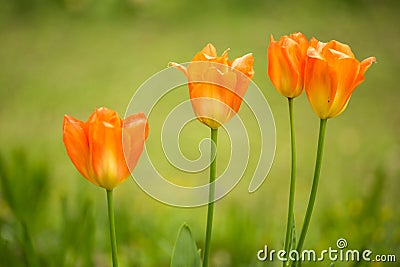 Orange spring tulips detail with blurred background Stock Photo