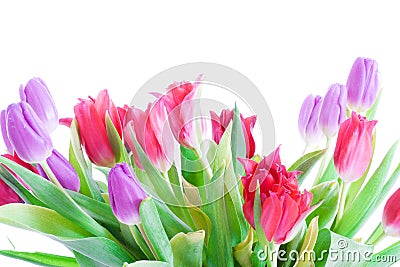 Spring tulips isolated on a white Stock Photo