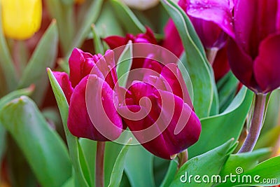 Spring tulips in pastel colors in the garden Stock Photo