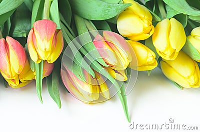 Spring tulips Stock Photo