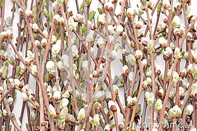 Spring twigs. Stock Photo